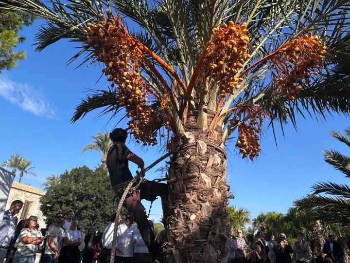Elche apuesta por el consumo del dátil local como garantía de calidad y apoyo al campo ilicitano