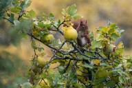 'There is only a handful of fruit trees I’d grow for their non
