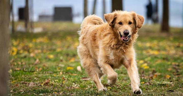 Dog's sweet reaction after family brings home second rescue pet leaves people in tears