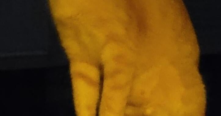 Pumpkin