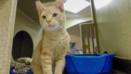 New California law prohibits declawing cats
