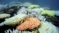Los arrecifes de coral han cruzado un punto de inflexión climático, según un informe mundial
