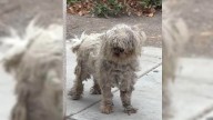California Rescue Of A Fearful, Matted Dog Unveils Unexpected And Life
