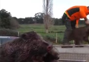 «No hay más jabalíes, pero se han ido a donde no se les caza»