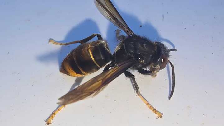 Descubrimiento de un nido de avispas asiáticas genera alarma en Andalucía
