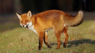 Cameras rolled out across southern suburbs to track fox population