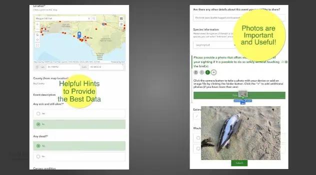 FWC Launches Updated App: Floridians Asked To Report Sick, Dead Birds To Monitor Wildlife Health