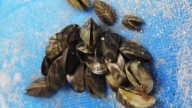 North Dakota combats invasive zebra mussels in Smishek Lake
