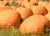 Octubre llega con actividades gratuitas en Dix Park