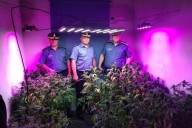 SORPRESA! En allanamientos encuentran un invernadero de Marihuana en Corrientes (IMÁGENES)