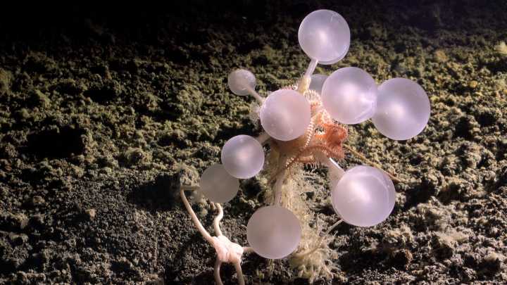Dozens of new species, including 'death ball' sponge, discovered in Southern Ocean