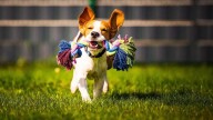 The best indestructible dog toys that can handle anything