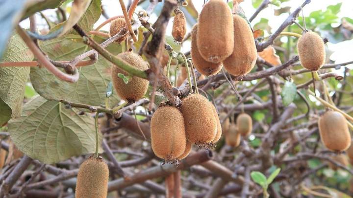 El campo asturiano busca personal para la recogida del kiwi