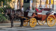 Málaga acaba con los coches de caballos: 25 licencias anuladas y más de 3 millones en indemnizaciones