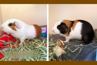 Meet Chowder and Gazpacho at Wenatchee Humane Society