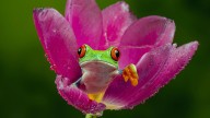 Frog Anatomy: A Simple Breakdown of How Frog Bodies Work