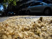 Plátanos en Buenos Aires: hasta cuándo largan las pelusas amarillas que provocan alergias