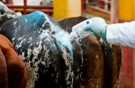 Mexico hopes to eradicate screwworm with new sterile fly plant