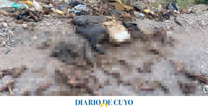 Imágenes sensibles: vecinos se quejan por el nauseabundo el olor de restos de animales carneados que tiran en un descampado