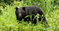 Man's head ripped off by bear while foraging found with horror 'scratch marks' on body