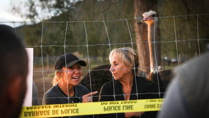 No decision on B.C. ostrich case until at least Oct. 30, as cull opponent is arrested