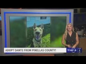 Give Dante from Pinellas County a fur
