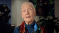 World-famous primatologist Jane Goodall dead at 91