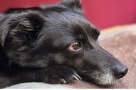 TREMENDO! Suman 19 las mascotas domésticas muertas por lo que denuncian a un "envenenador de Yapeyú"