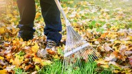 This one garden task will protect your plants from pests and diseases this fall