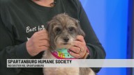 Pet of the Week: Spice