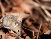 COVID virus changes sperm in mice: study