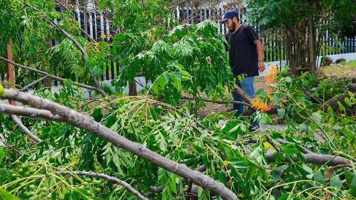 Lluvias en Morelia han derribado 31 árboles caídos