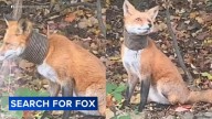 Good Boy Dog Recovery looking to help roaming fox in Broomall, Pennsylvania