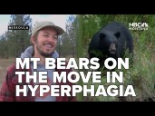 Montana bears on the move as they enter hyperphagia, expert explains