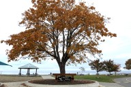 Parksville trees to receive specialized shot from parks crew