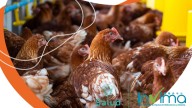 Colombia logra, por primera vez, exportar pollo a Japón; estas son las expectativas del sector avícola