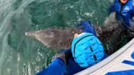 Así han rescatado a un delfín que llevaba un sedal de pesca en la cola