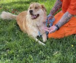 Penitentiary of New Mexico inmates fostering dogs through training program