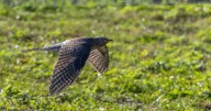 Birders going ‘cuckoo’ after unexpected sighting in New York City area