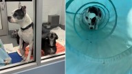 Florida Shelter Dogs Wait For A Miracle After Losing Their Beloved Owner