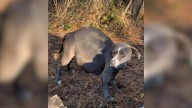 Alabama Stray On The Brink Of Giving Birth Waits Helplessly By The Road Until Strangers Step In