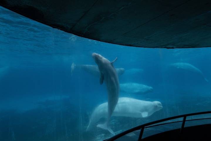 Marineland asks Ottawa for emergency cash to feed whales
