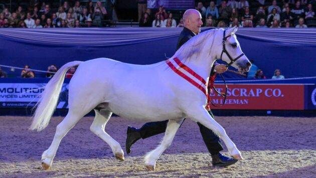 HOYS supreme in-hand champions 2000–2025