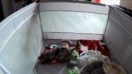 Michigan Owners Leave Dachshund Puppy Alone In Playpen, What They Capture On Camera Is Shocking