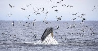 'Exceedingly rare': B.C. humpback's death may be first linked to whale