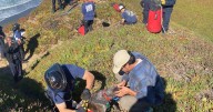 A San Francisco dog wags its tail and kisses rescuers after it's plucked from the side of a cliff