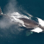 One of the world’s rarest whales that makes the Atlantic its home grows in population