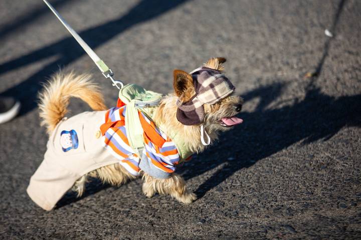 Los perritos del Arican celebran Halloween con un exitoso concurso de disfraces