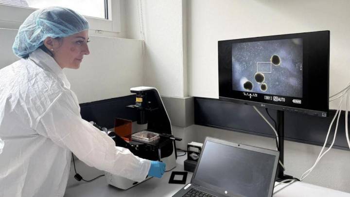 Los minicerebros humanos desarrollados por científicos para "alimentar" computadoras