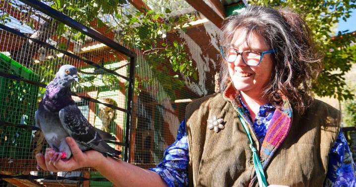 Winging it: Livingston woman rescues wounded pigeons shot by railroad sniper